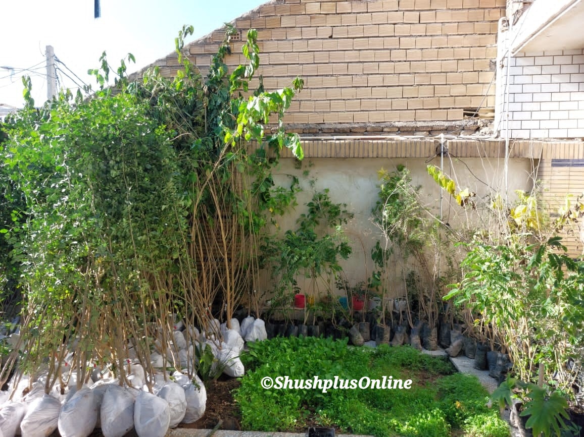  یک شهروند شوشی،  بالغ بر 500نهال به ارزش 200میلیون ریال به عنوان نذردرخت در اختیار فضای سبز شهری شهرداری‌شـوش هدیه داد